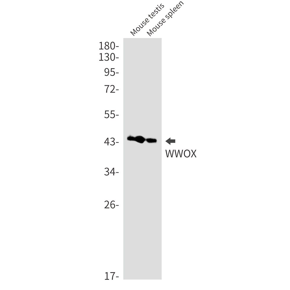 WWOX Rabbit mAb