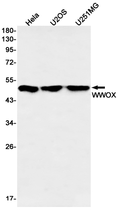 WWOX Rabbit mAb