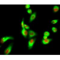 AIM2 Polyclonal Antibody