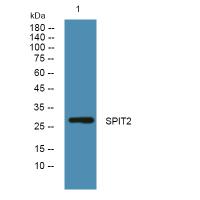 SPIT2 Polyclonal Antibody