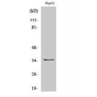 Nkx-3.1 Polyclonal Antibody