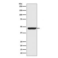 Cytokeratin 20 Antibody