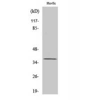 TIS11B Polyclonal Antibody