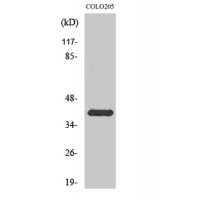 Rhodopsin Polyclonal Antibody