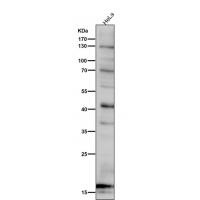 SDHC Antibody