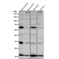 SDHC Antibody