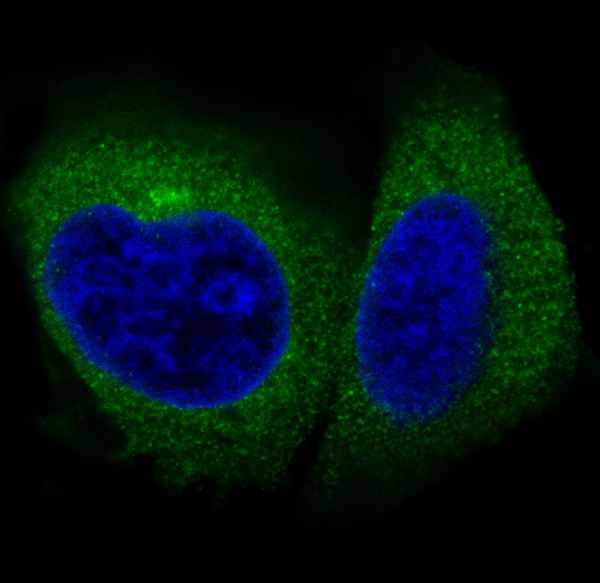 Actin Rabbit mAb