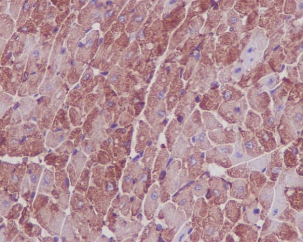 Actin Rabbit mAb