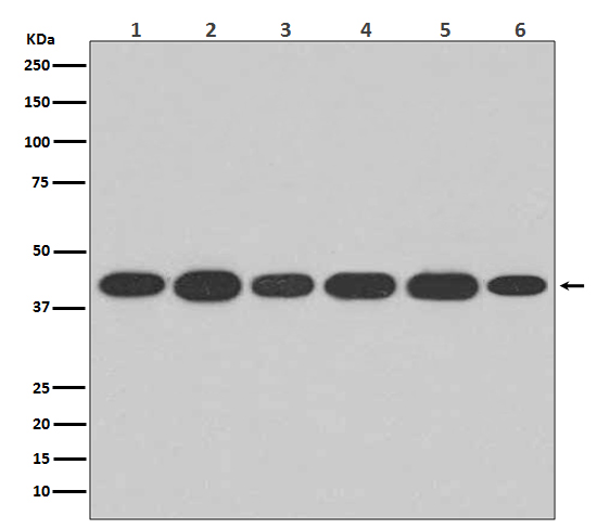 Actin Rabbit mAb