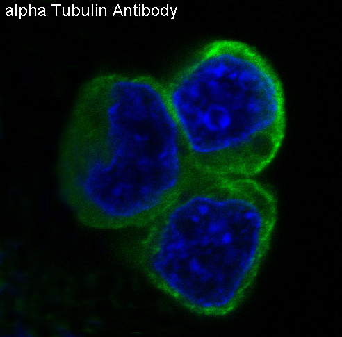 alpha Tubulin Rabbit mAb