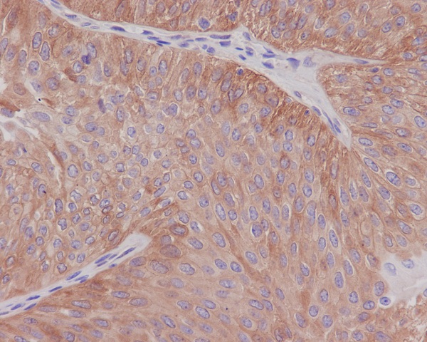 alpha Tubulin Rabbit mAb