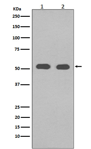 alpha Tubulin Rabbit mAb