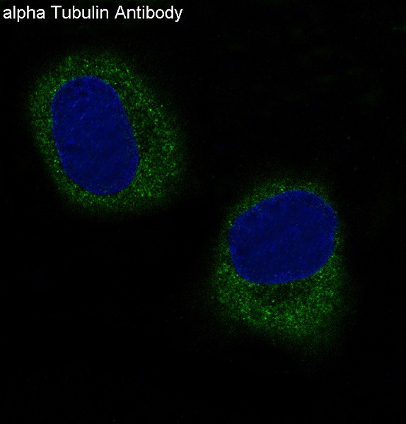 alpha Tubulin Rabbit mAb