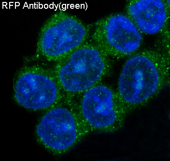 RFP Rabbit mAb