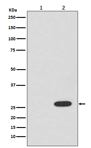 RFP Rabbit mAb