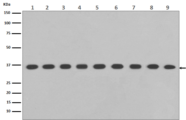 GAPDH Rabbit mAb(HRP conjugated)