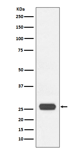 GST tag Rabbit mAb(HRP conjugated)