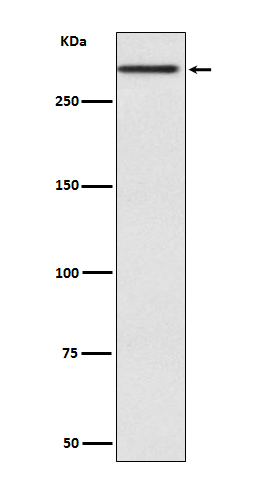 Cubilin Rabbit mAb