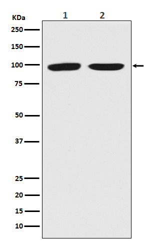 Dnmt3b Rabbit mAb