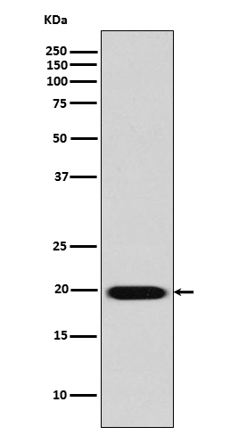 Caveolin-2 Rabbit mAb