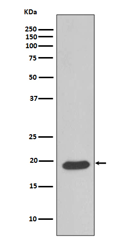 Caveolin-3 Rabbit mAb