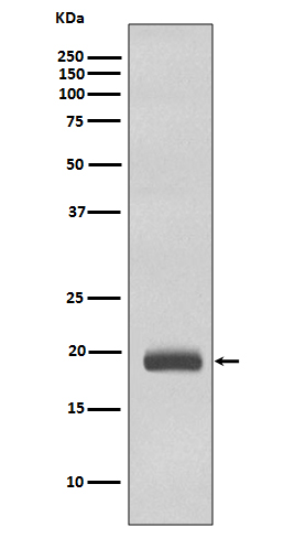 Caveolin-3 Rabbit mAb