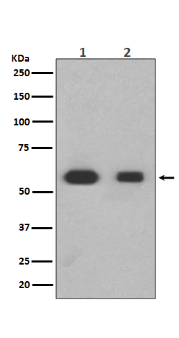 Smad3 Rabbit mAb