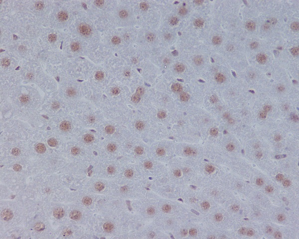 STAT3 Rabbit mAb