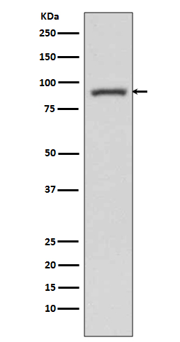 STAT3 Rabbit mAb