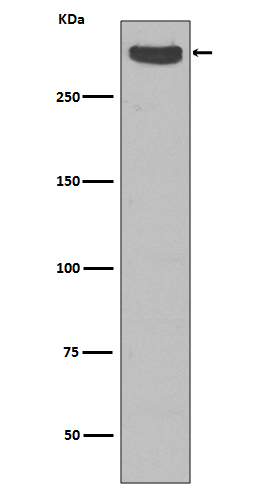 Cubilin Rabbit mAb