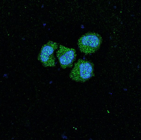 SIRT1 Rabbit mAb