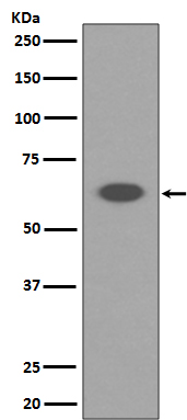 AIF Rabbit mAb