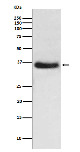 IKB alpha Rabbit mAb