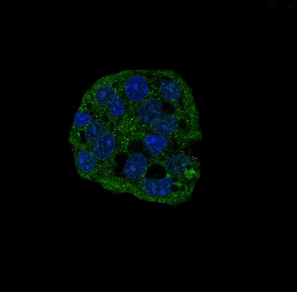 active Caspase-3 Rabbit mAb