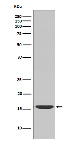 active Caspase-3 Rabbit mAb