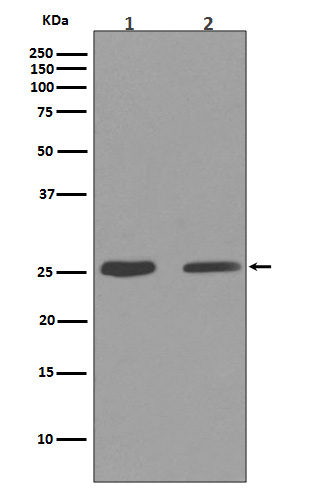 Cleaved PARP Rabbit mAb