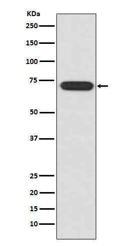 ATF2 Rabbit mAb