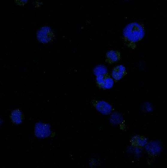 Caspase-8 Rabbit mAb