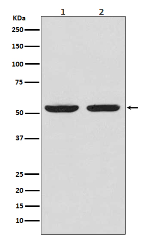 Caspase-8 Rabbit mAb