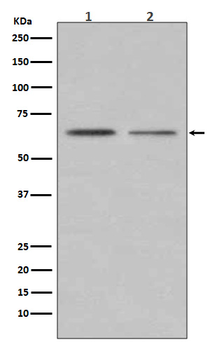 ER alpha Rabbit mAb