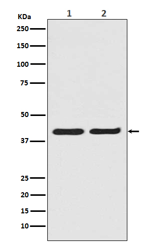 ERK2 Rabbit mAb