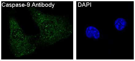 Caspase-9 Rabbit mAb