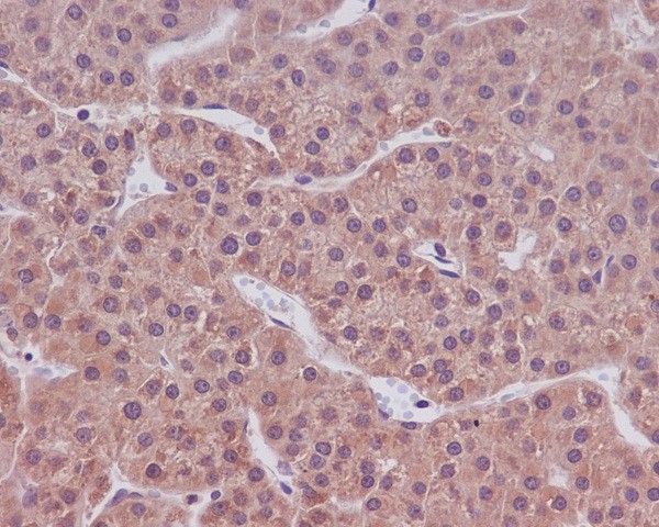 Caspase-9 Rabbit mAb