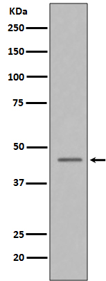 Caspase-9 Rabbit mAb