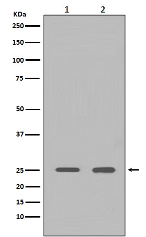 HMGB1 Rabbit mAb