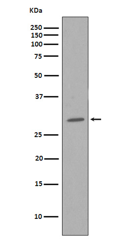 CDK1 Rabbit mAb