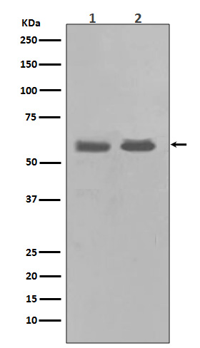 Chk1 Rabbit mAb