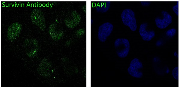 Survivin Rabbit mAb