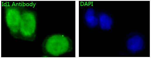 Id1 Rabbit mAb