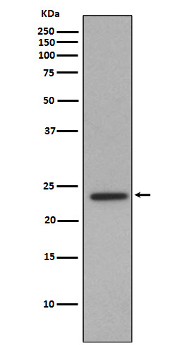 Id1 Rabbit mAb